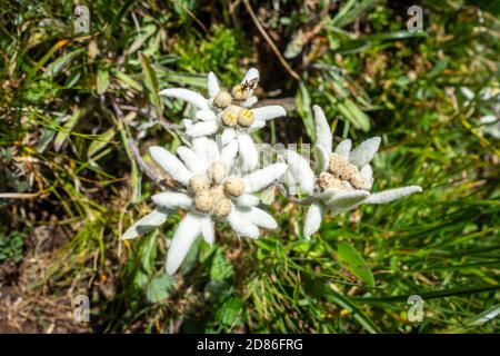 Fiori di Edelweiss vista ravvicinata nel Parco Nazionale della Vanoise, Francia Foto Stock