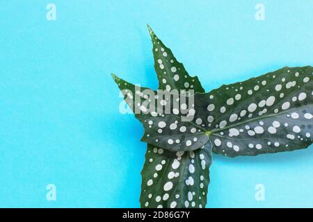 Ancora vita di angelo ala begonia foglie. Foto Stock