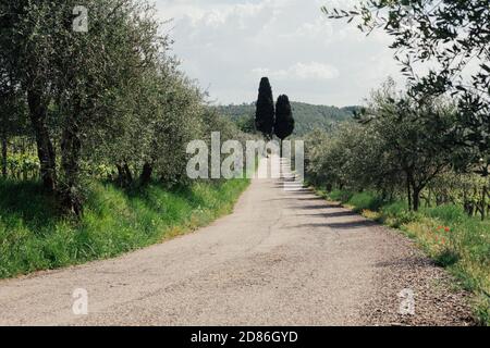 Toscana, Italia, Europa - 08 maggio 2018: Cipressi paesaggio rurale in val d'Orcia, vicino Siena e Firenze Foto Stock