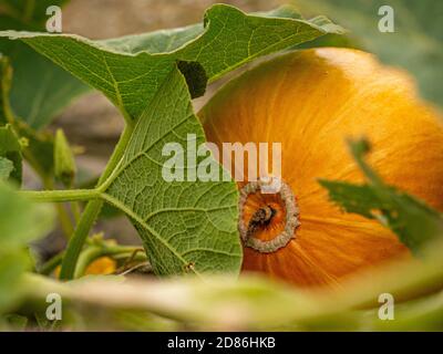 La zucca che cresce in giardino Foto Stock