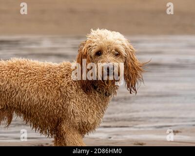 Cockapoo cane sulla spiaggia con capelli bagnati Foto Stock