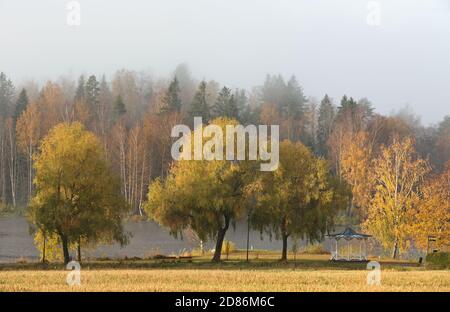 Bellissimo paesaggio foggoso con salici gialli su una riva del lago Foto Stock