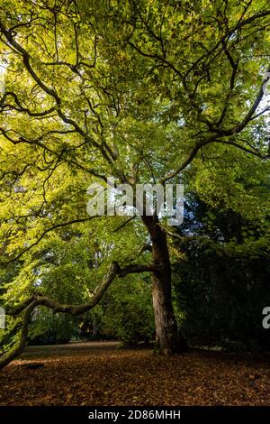 Bellissimi colori autunnali colorati in un parco britannico Foto Stock