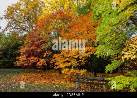 Una panca di legno in una parte circondata da colori splendidi alberi durante la caduta Foto Stock