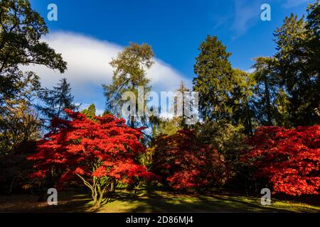 Bellissimi colori autunnali colorati in un parco britannico Foto Stock