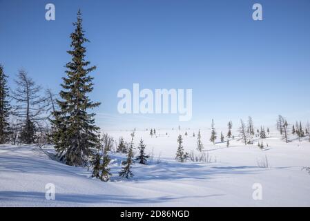 Paesaggio di tundra nevoso, Okrug autonomo Yamalo-Nenets, Russia Foto Stock