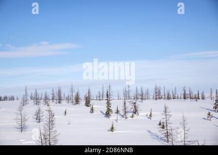 Paesaggio di tundra nevoso, Okrug autonomo Yamalo-Nenets, Russia Foto Stock