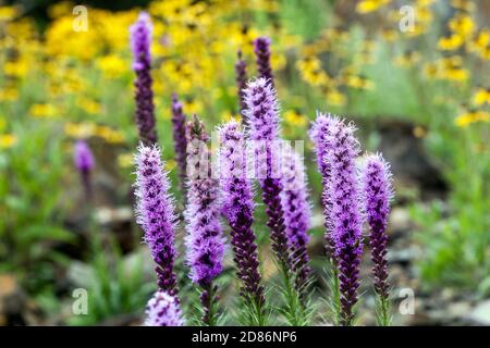 Fiori di piume gay blu in giardino Liatris spicata denso blazing fiori viola a grappolo di stelle Foto Stock
