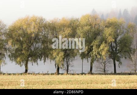 Bellissimo paesaggio foggoso con salici gialli su una riva del lago Foto Stock