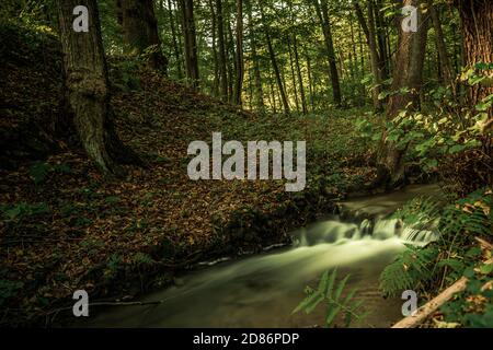 Spruit in foresta. Esposizione lunga. Foto Stock