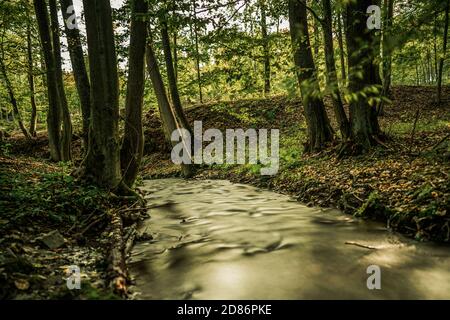 Spruit in foresta. Esposizione lunga. Foto Stock