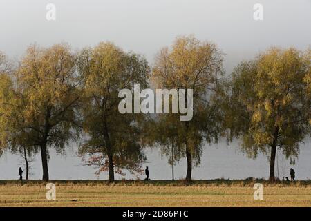 Bellissimo paesaggio foggoso con salici gialli su una riva del lago Foto Stock