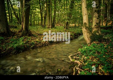 Spruit in foresta. Esposizione lunga. Foto Stock