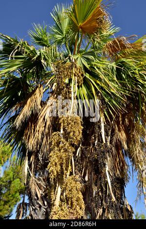 Palma in crescita (Euterpe oleracea) con acai acai nero maturo e marrone Foto Stock