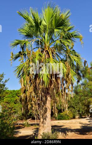 Palma in crescita (Euterpe oleracea) con acai acai nero maturo e marrone Foto Stock