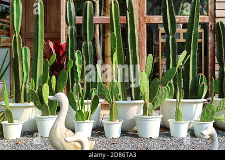 Fila di vencepost messicani in vaso e piante di Cactus di Bunny Ears Nel Giardino Foto Stock