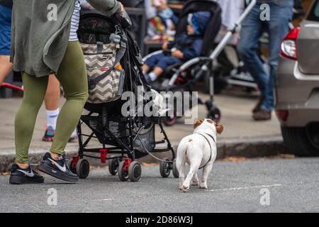 Londra, Regno Unito, 28 luglio 2019. Una giovane madre con un passeggino conduce su un guinzaglio di un bulldog francese Foto Stock