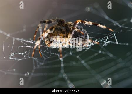 Orangie, ragno di zucca in una texture macro web, vista laterale di insetti gambe pelose, mascelle e addome su uno sfondo verde scuro sfocato, isolato, selezionare Foto Stock