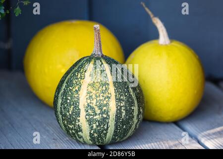 Tre zucche si avvicinano su uno sfondo grigio, sfondo halloween autunno sfocato di ringraziamento Foto Stock