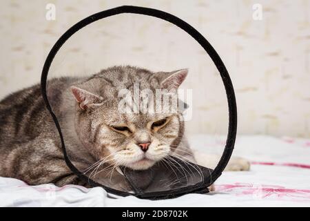 Malattia domestica dell'animale domestico. Shorthair grigio gatto scozzese posa in colletto a cono Foto Stock