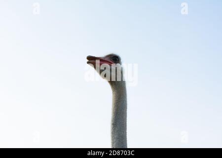 Struzzo divertente in una fattoria in estate. Foto Stock