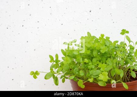 Germogli di prezzemolo in pentola marrone su sfondo bianco della parete di cemento. Micro green in crescita a casa Foto Stock