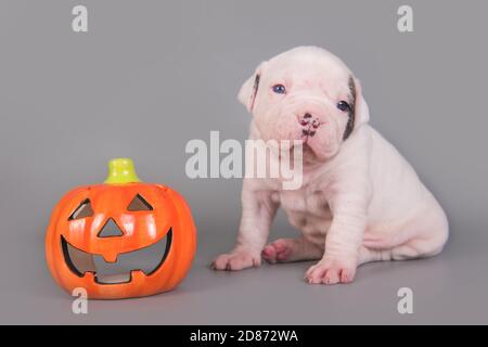 Cucciolo di Bulldog americano e zucca arancione Foto Stock