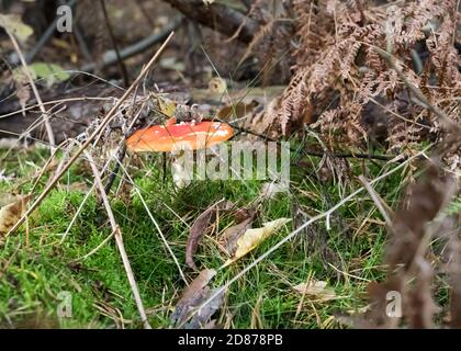 Amanita muscaria nascosto sotto i rami della foresta Foto Stock