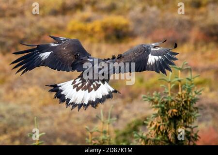 Primo piano su Golden Eagle Landing Portrait al Denali National Park In Alaska in autunno Foto Stock