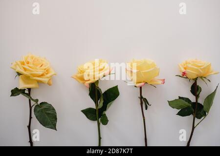 rose gialle disposte su sfondo bianco Foto Stock