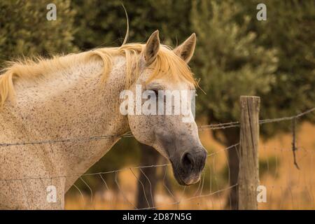 Incredibile cavallo bianco vicino a una recinzione in una fattoria Foto Stock