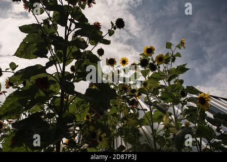 Girasoli contro un cielo blu dal basso Foto Stock