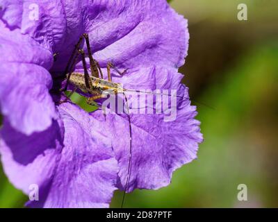 Katydid Nymph su un fiore viola. Foto Stock