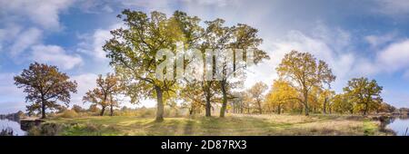 Bella foresta autunnale o parco di boschetto di querce con rami argillosi vicino al fiume in autunno oro. panorama hdri con sole luminoso che splende attraverso gli alberi. Foto Stock