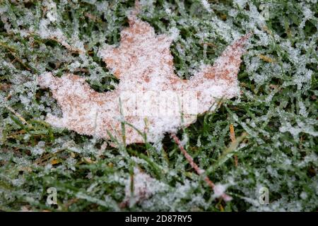 Una foglia d'acero è coperta di neve in un parco durante la prima neve se la stagione a Kingston, Ontario martedì 27 ottobre 2020. Foto Stock