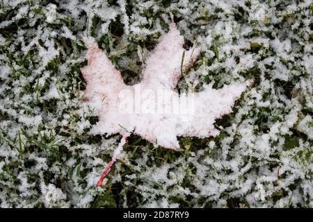 Una foglia d'acero è coperta di neve in un parco durante la prima neve se la stagione a Kingston, Ontario martedì 27 ottobre 2020. Foto Stock