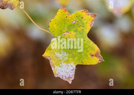 Alberi autunnali al Crapo Park a Burlington, Iowa Foto Stock