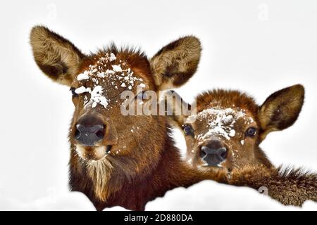 Un ritratto di un alce femminile selvaggio con il suo vitello 'Cervus elaphus', che la guarda sulla schiena nella neve d'inverno Foto Stock