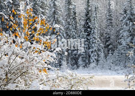 Un'immagine paesaggistica contenente foglie di colore autunnale sotto una neve che è caduta nella campagna Alberta Canada. Foto Stock