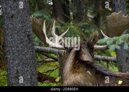 Una vista ravvicinata sul retro di un alce toro selvatico "Alces alces", che si affaccia nel suo habitat forestale nel Jasper National Park in Alberta Canada. Foto Stock