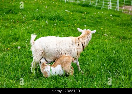 Un capretto nigeriano nigeriano narf allena da sua madre su un cortile della contea di DeKalb vicino Spencerville, Indiana, Stati Uniti. Foto Stock