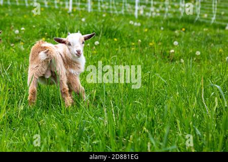 Un capretto nigeriano nano in un cortile della contea di DeKalb vicino Spencerville, Indiana, Stati Uniti. Foto Stock