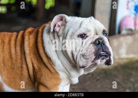 Bulldog inglese che guarda in Thailandia Foto Stock