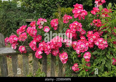 American Pillar Rose, Rosaceae, Rosa, Rampling Rose Foto Stock