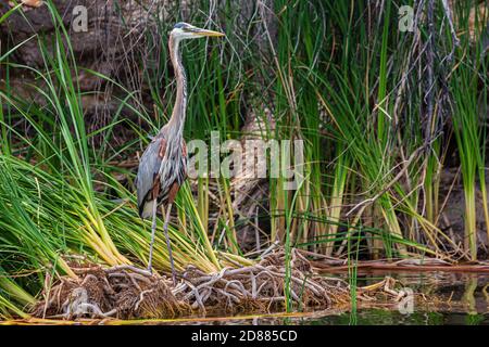 Questo Heron si erge a guardare in un groviglio di radici lungo la riva del lago Patagonia vicino a Nogales, Arizona. Foto Stock