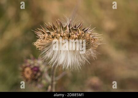 Seedheads e thistledown del Musk Thistle nel Grand Teton National Park, Wyoming, Stati Uniti. Foto Stock