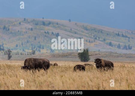 Una mandria di Plains Bison o di bufali al pascolo nel Grand Teton Natonal Park nel Wyoming, Stati Uniti. Sullo sfondo, si vede il colore della caduta degli aspen gialli Foto Stock