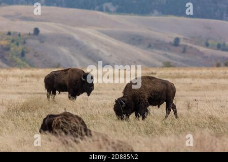Una mandria di Plains Bison o di bufali al pascolo nel Grand Teton Natonal Park nel Wyoming, Stati Uniti. Sullo sfondo, si vede il colore della caduta degli aspen gialli Foto Stock
