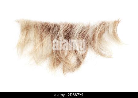 Ciocca ondulata bionda su sfondo bianco isolato primo piano, taglia ricci biondi capelli naturali, taglio di capelli, acconciatura, struttura dei capelli umani, taglio di capelli Foto Stock