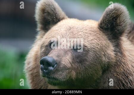 Ritratto in primo piano di un orso bruno (Ursus arctos) in una foresta verde. Foto Stock